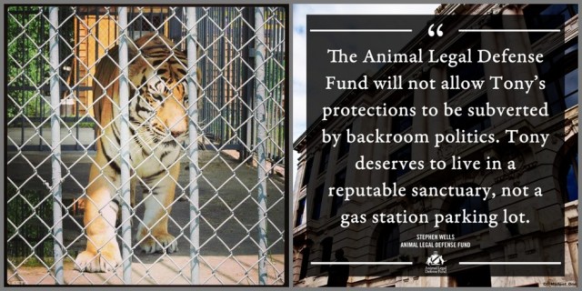 Photo: ©FreeTonyTheTiger2014 | ©The Animal Legal Defense Fund